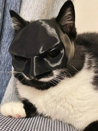 Black cat face mask on pet cat, with white eye cutouts