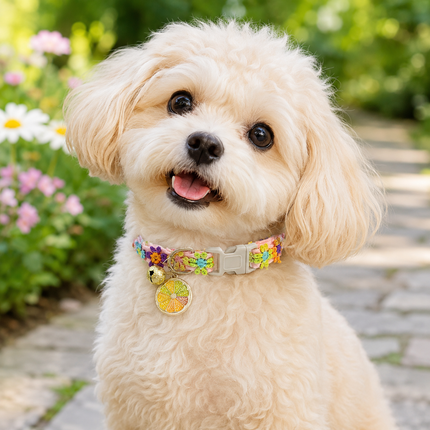Floral embroidered pet collar with bell and citrus charm on small dog, adjustable clasp